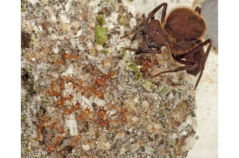 Ant agriculture began 66 million years ago in the aftermath of the asteroid that doomed the dinosaurs