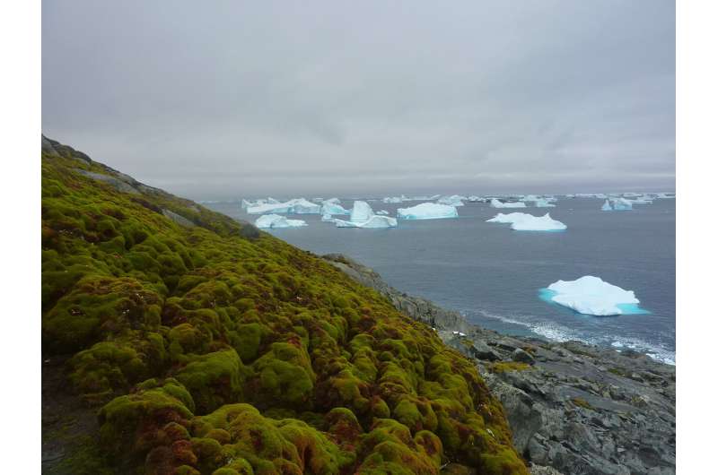 Antarctic 'greening' at dramatic rate