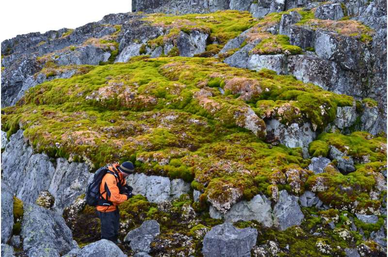 Antarctic 'greening' at dramatic rate