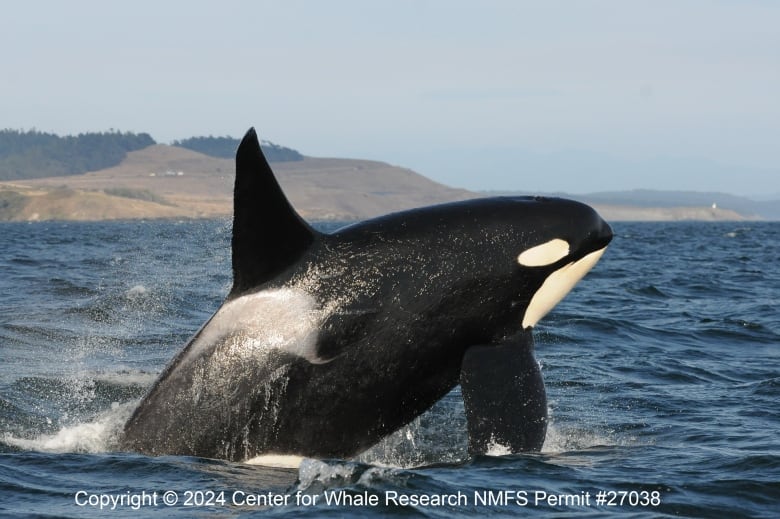 An orca is pictured leaping into the air.