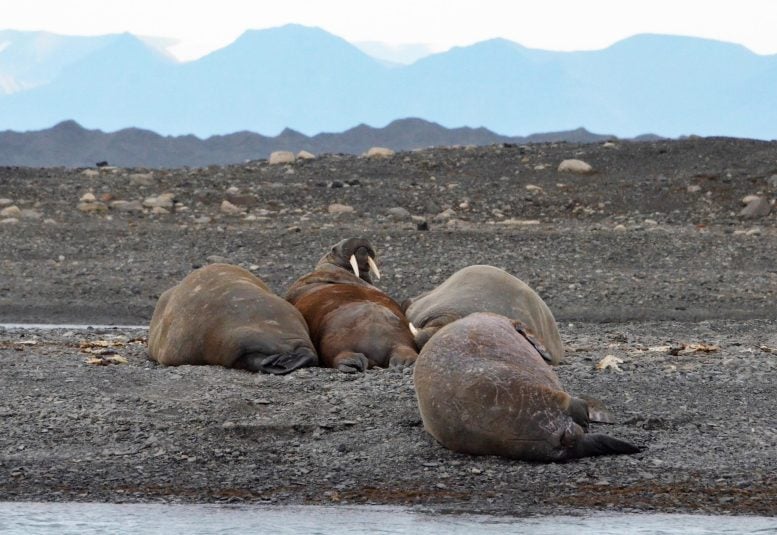 Walruses in Svalbard