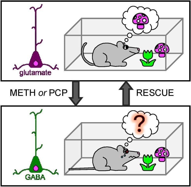 Methamphetamine and PCP Mouse Object Recognition