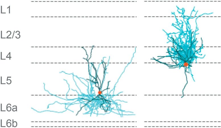 SST Neuron Connectivity