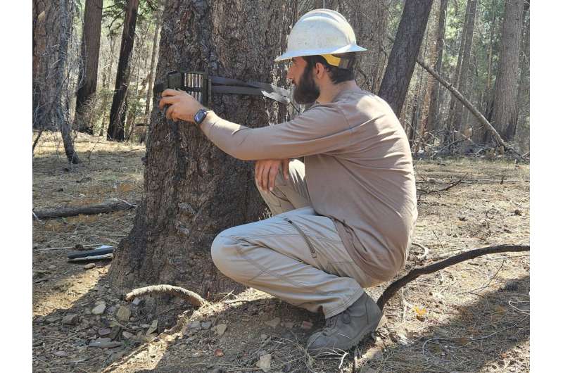 Field notes: Life in the Eldorado National Forest after wildfire strikes