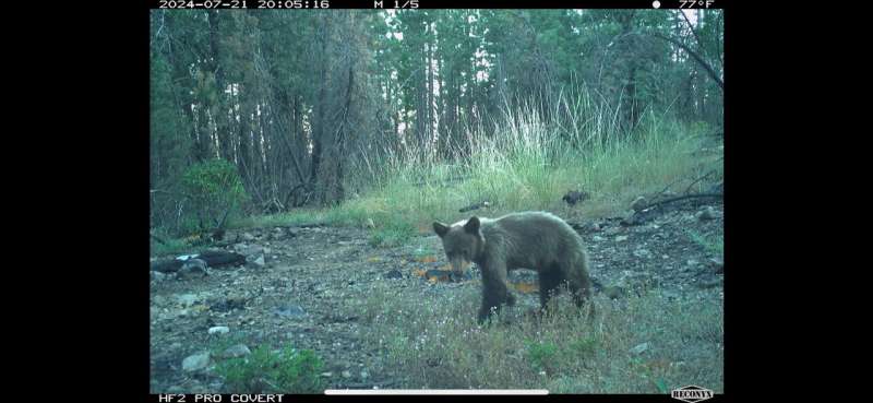 Field notes: Life in the Eldorado National Forest after wildfire strikes