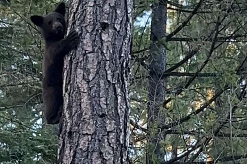 Field notes: Life in the Eldorado National Forest after wildfire strikes