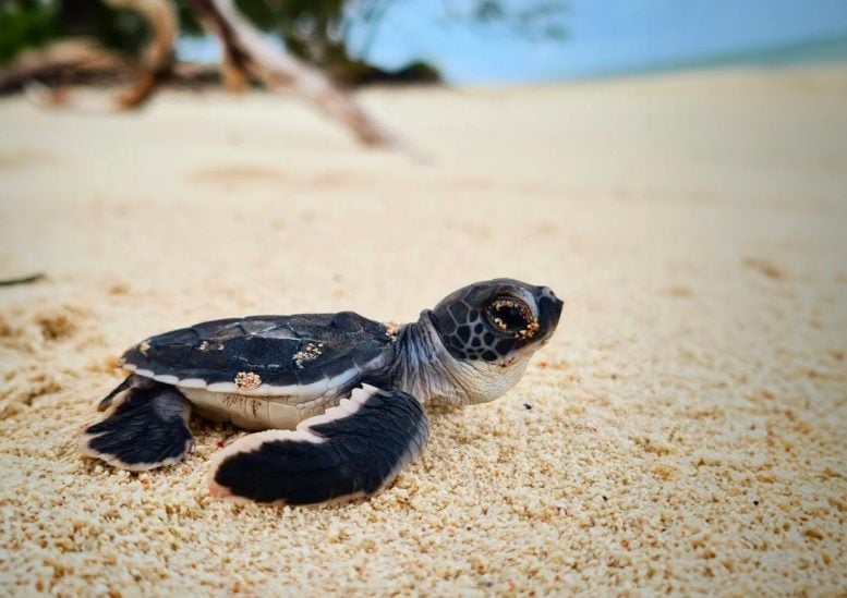 Turtle Hatchling Beach