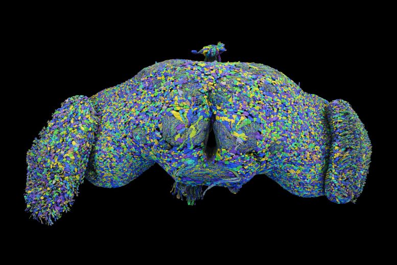 Fruit Fly Connectome All Neurons