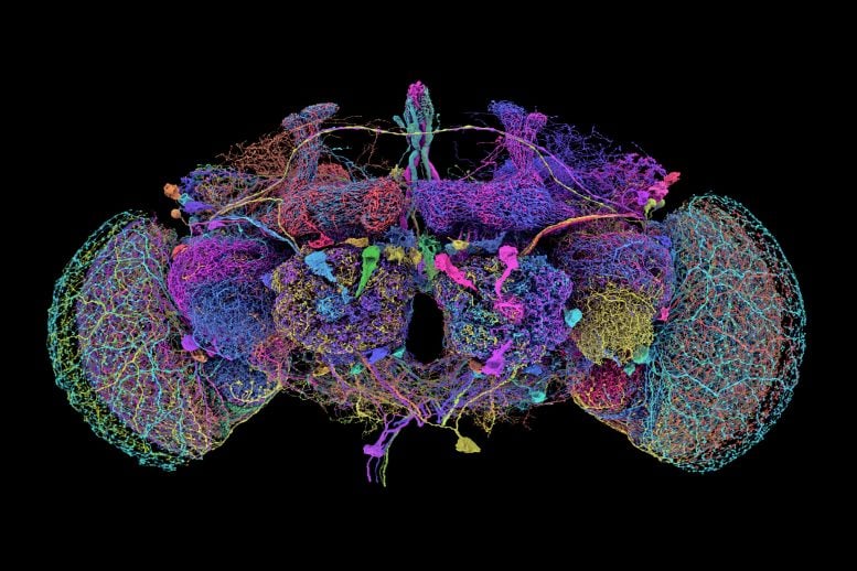 Fruit Fly Connectome 50 Largest Neurons