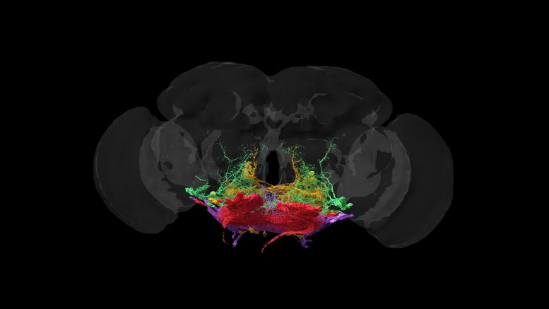 Motor Neurons in Fruit Fly Brain