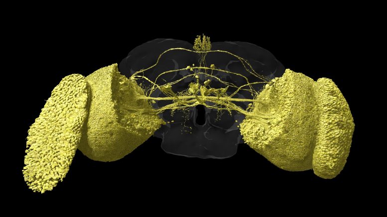 Fly’s Visual System 3D Rendering