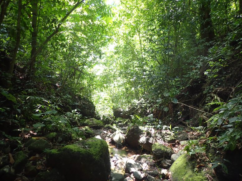 Forest in Southern Costa Rica