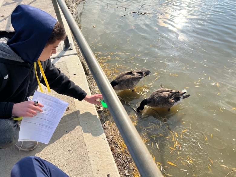 A teenager wearing a hoodie crouches down to offer a bowl of seeds to some geese at the edge of a body of water nearby.