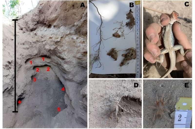 Hotel Iguana: Iguana nests as important link within Caribbean ecosystems