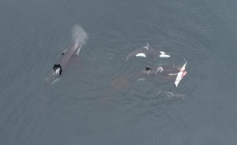 Orcas Sharing Meat