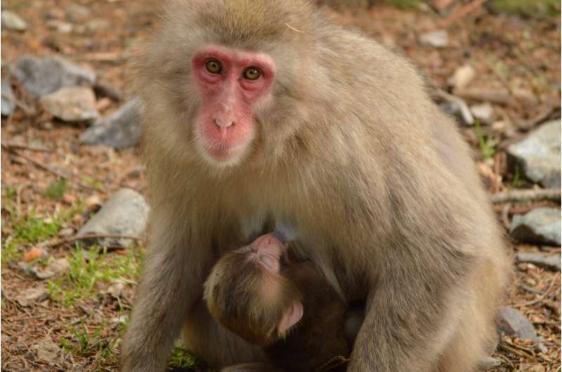 Macaques give birth more easily than women: no maternal mortality at birth