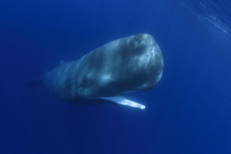 Sperm Whale Off Portugal