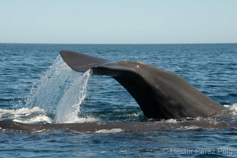 Sperm Whales