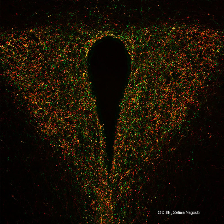 Confocal Image Representing the Immunolabelling of AgRP and Synaptophysin TdTomato