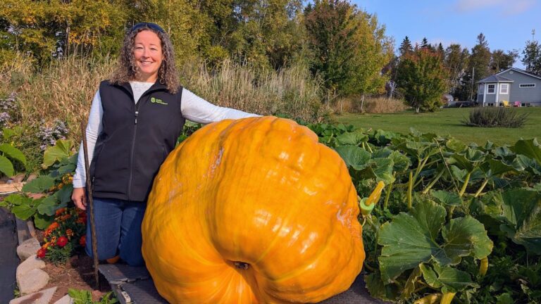 WATCH | Great gourds: P.E.I.'s giant pumpkin growers nervous before this year's weigh-off