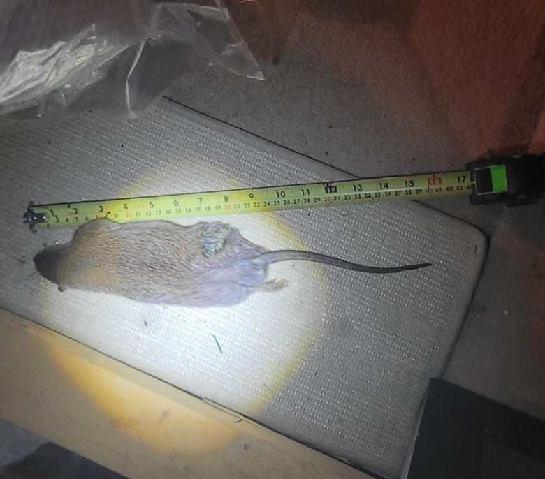 a dead rat beside a measuring tape, measuring to 16 inches in total length 