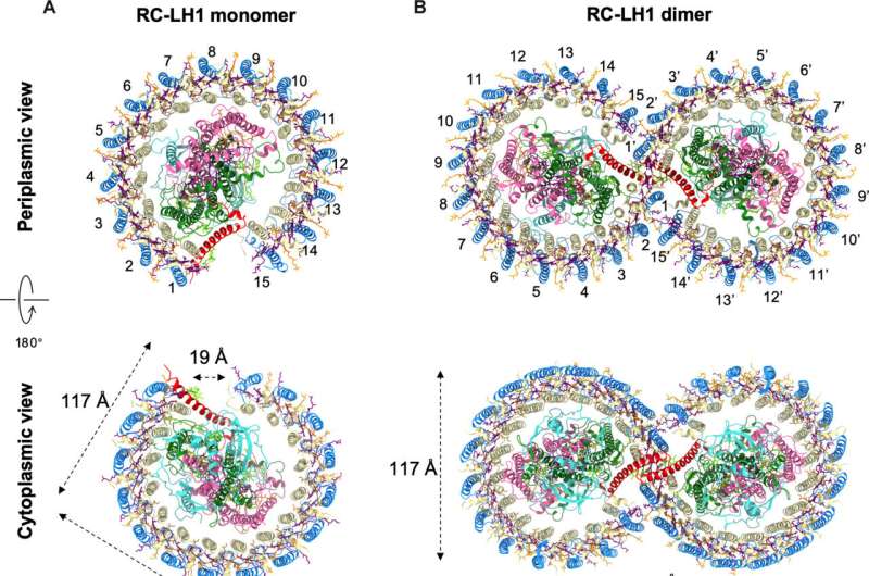 Detailed images of key protein complexes provide new insights into bacterial photosynthesis