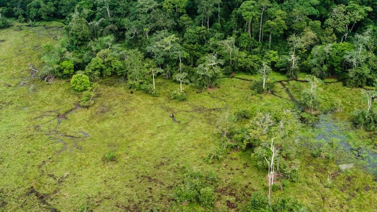 Gorillas in a Congo Rainforest Bai