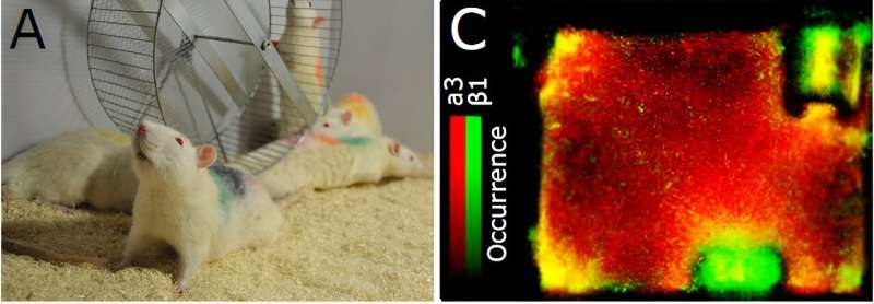 The complex social life of rats uncovered with potential implications for human psychiatry