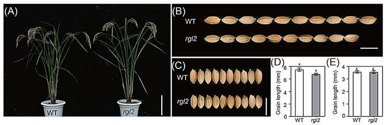 Novel discovery unveils the gene secret of rice length