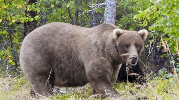 Alaska’s Fat Bear Contest winner finishes ahead of the bear that killed her cub