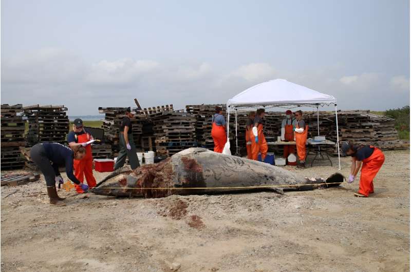 In this handout picture from the  non-profit Whale and Dolphin Conservation (WDC), a rescue team measures a deceased minke whale