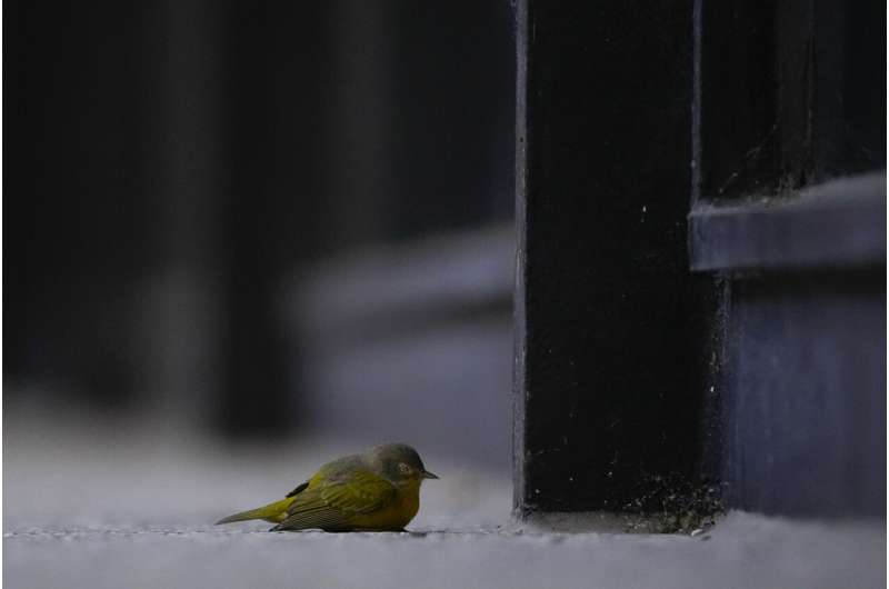 Avian enthusiasts try to counter the deadly risk of Chicago high-rises for migrating birds