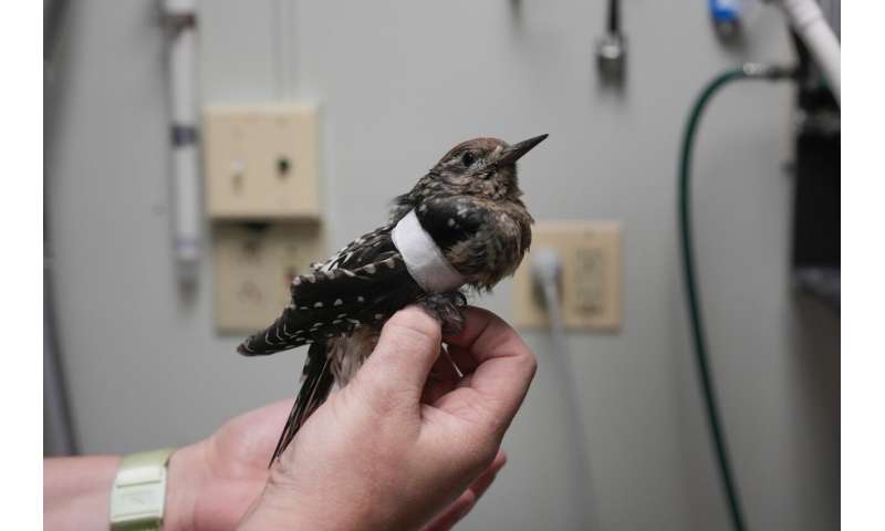 Avian enthusiasts try to counter the deadly risk of Chicago high-rises for migrating birds