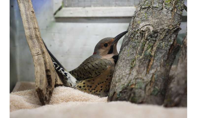 Avian enthusiasts try to counter the deadly risk of Chicago high-rises for migrating birds