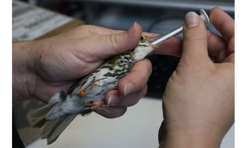 Avian enthusiasts try to counter the deadly risk of Chicago high-rises for migrating birds