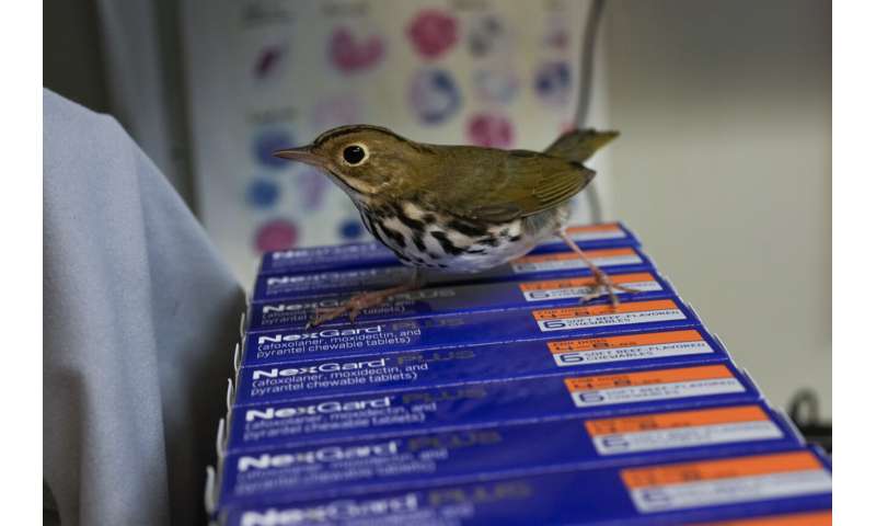 Avian enthusiasts try to counter the deadly risk of Chicago high-rises for migrating birds