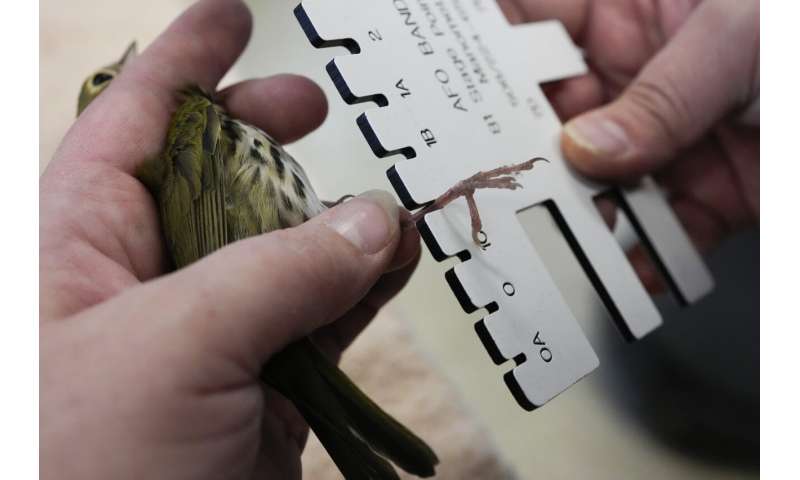 Avian enthusiasts try to counter the deadly risk of Chicago high-rises for migrating birds