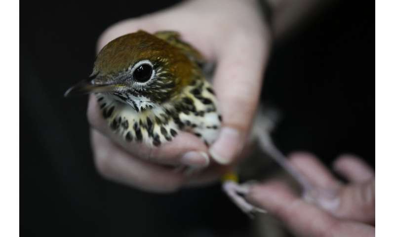 Avian enthusiasts try to counter the deadly risk of Chicago high-rises for migrating birds