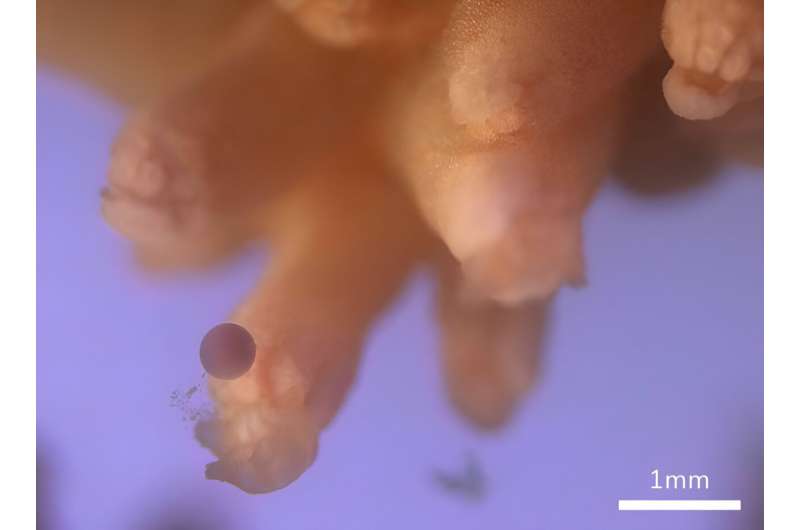 Threatened Pink Sea Fan coral breeds in UK aquarium for first time