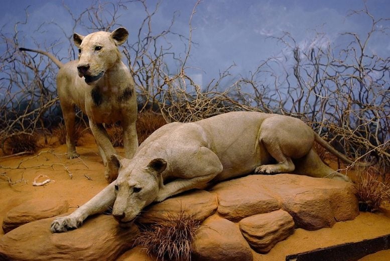 Tsavo Man-Eaters Field Museum of Natural History