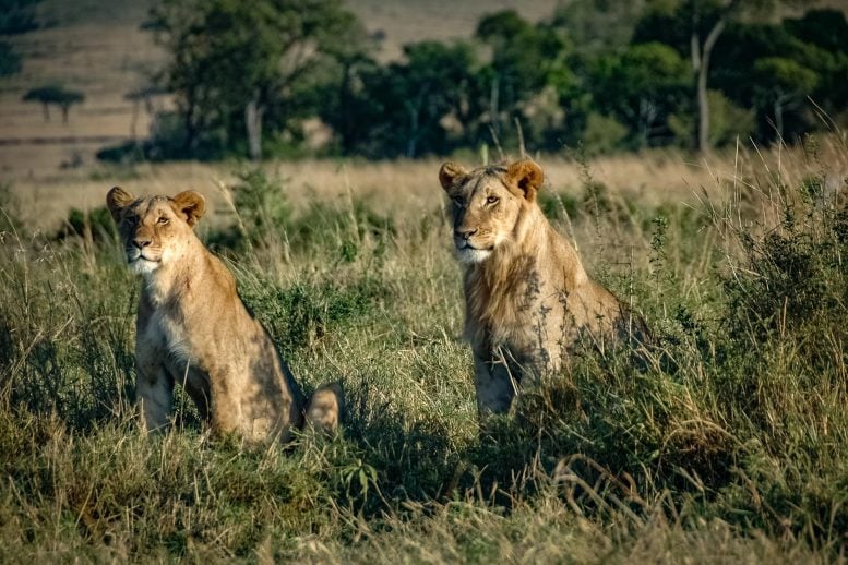 Lions Roaming Kenyan Wilderness