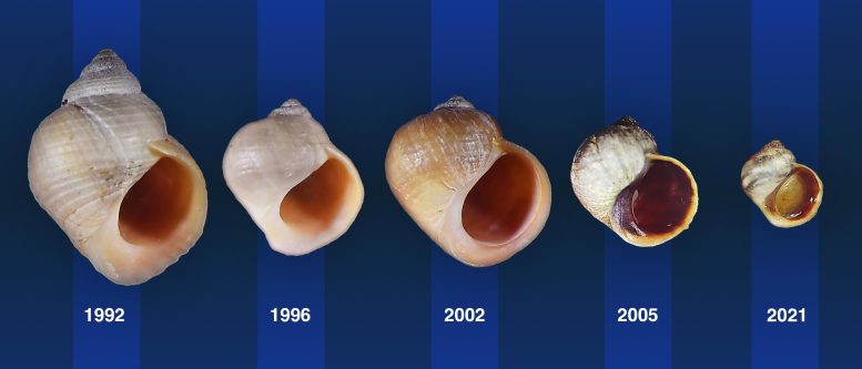 Rapid Snail Evolution