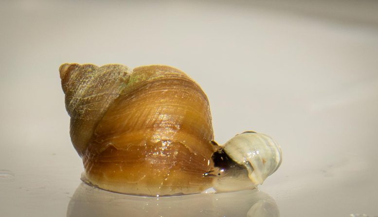 Two Ecotypes of Littorina saxatilis Marine Snails