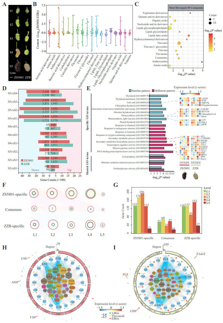 Transcriptional and Metabolic Patterns Associated With Fruit Color