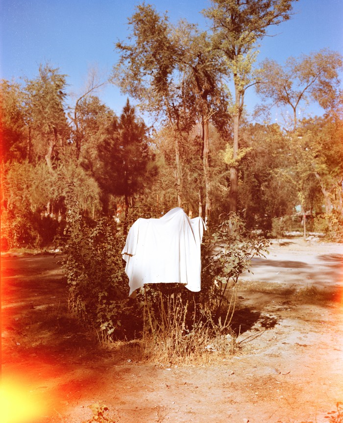 A white sheet draped over a bush stands in the middle of a sunlit park, with trees in the background