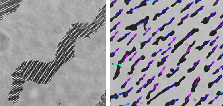 Cluster Formation and Cluster Alignment Images