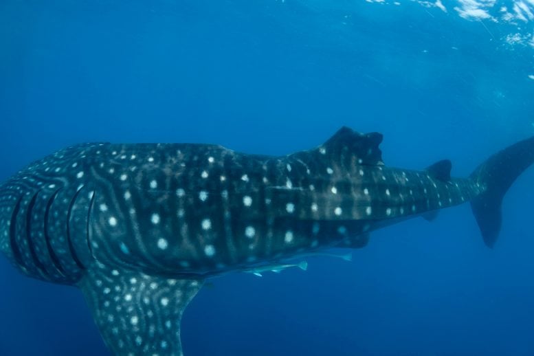 Whale Shark With Injury to the Dorsal Fin