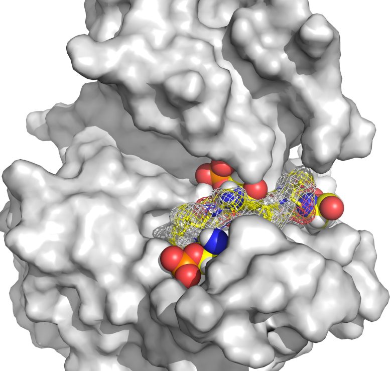 Peptide With Attached Phosphate Tags Blocks the Active Site of CK1δ