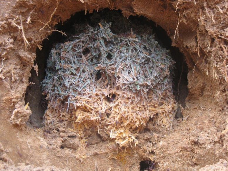 Fungus Garden in Botucatu Anthill