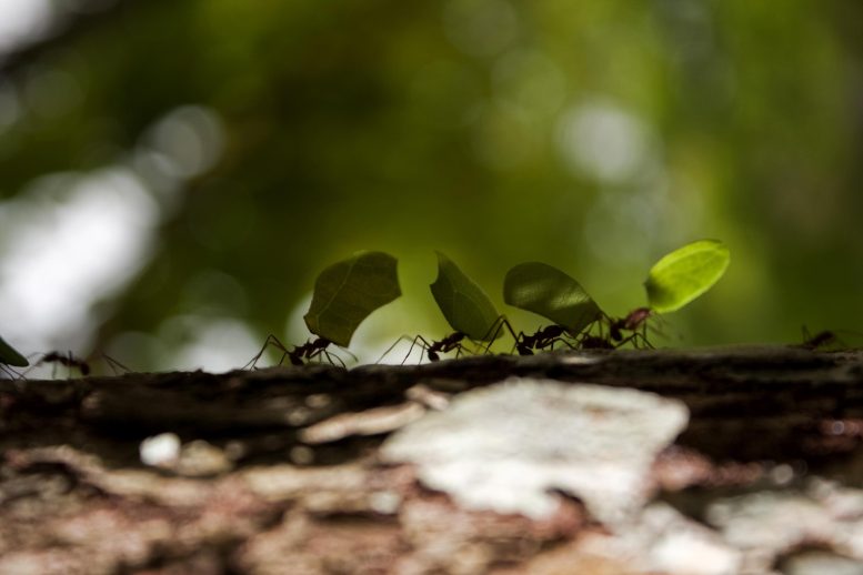 Lemon Leafcutter Atta colombica Workers